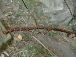 Adiantum cunninghamii. Stipes arising from creeping rhizome.
 Image: L.R. Perrie © Te Papa CC BY-NC 3.0 NZ
